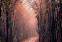 竞技宝：赵继伟12+12莫兰德30+25 辽宁胜东阳光药5连胜收官.